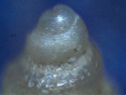Rissoidae nel Mediterraneo: Genere Alvania