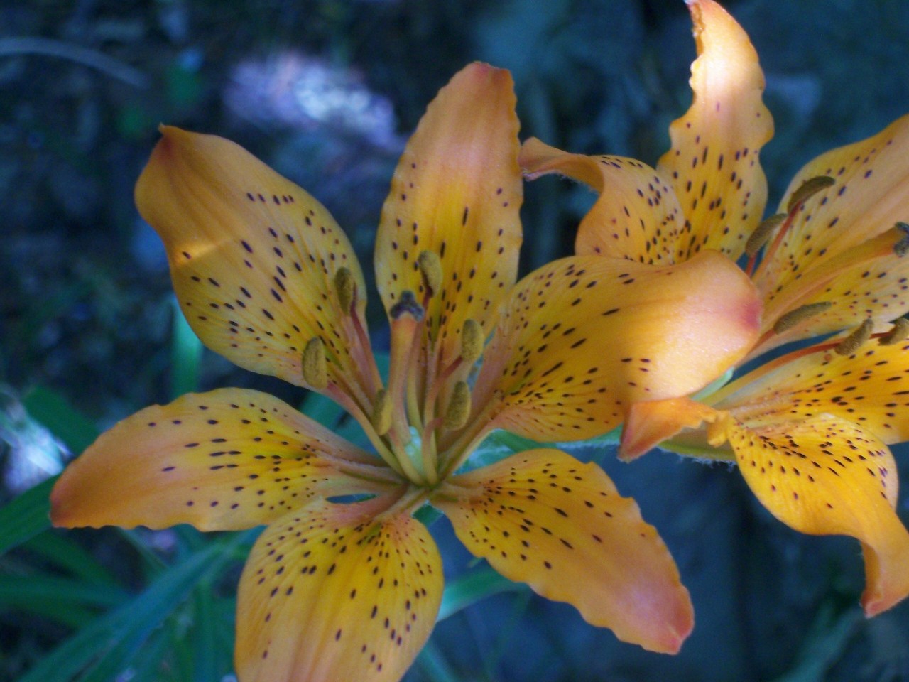 Lilium bulbiferum subsp. croceum / Giglio di S.Giovanni
