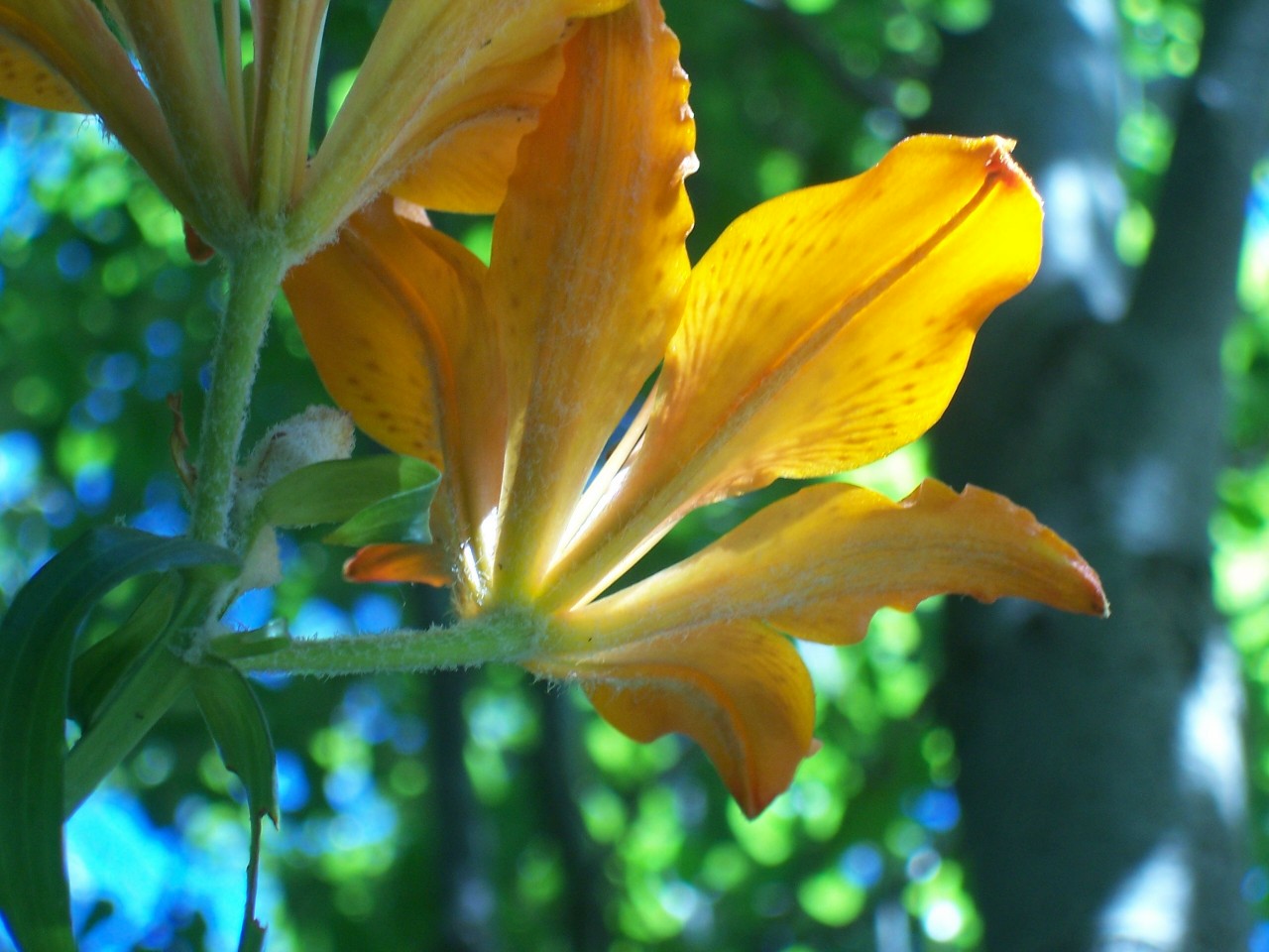 Lilium bulbiferum subsp. croceum / Giglio di S.Giovanni