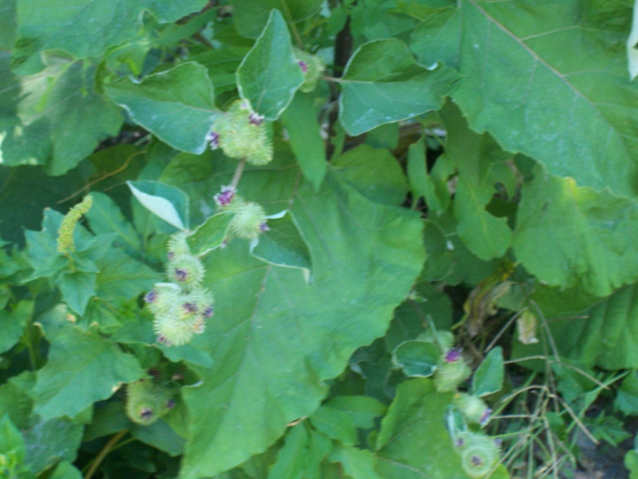 Arcctium lappa