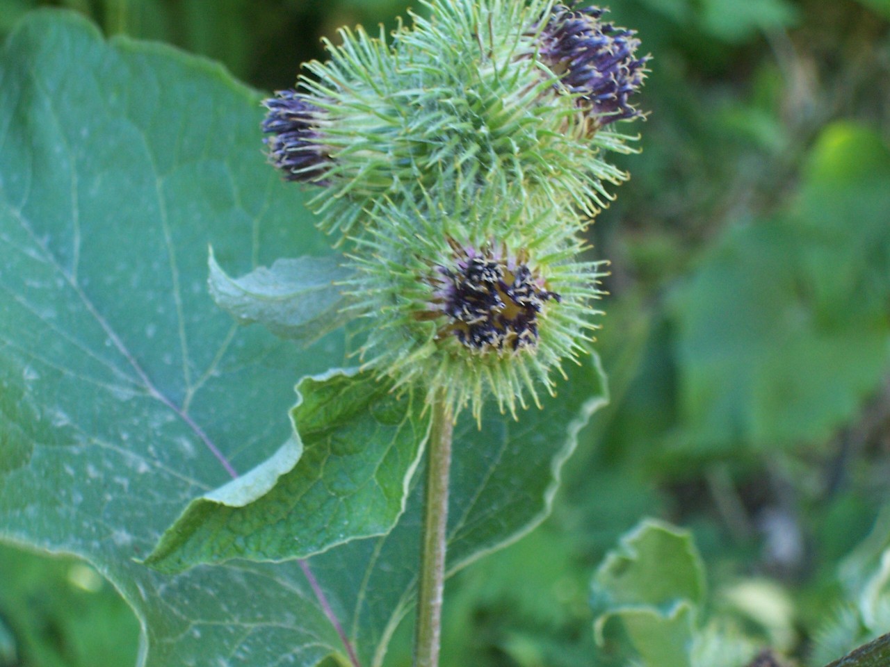 Arcctium lappa