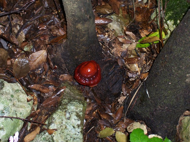 Da determinare (Ganoderma lucidum)
