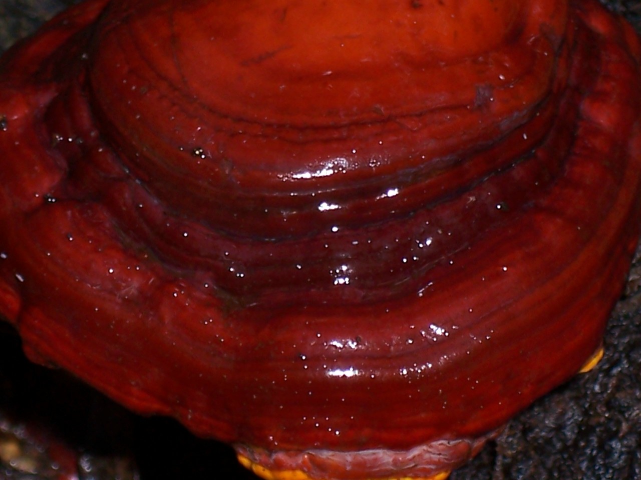 Da determinare (Ganoderma lucidum)