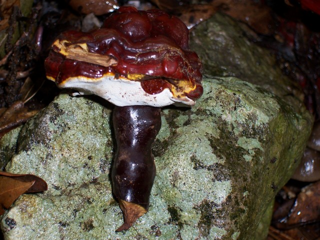 Da determinare (Ganoderma lucidum)