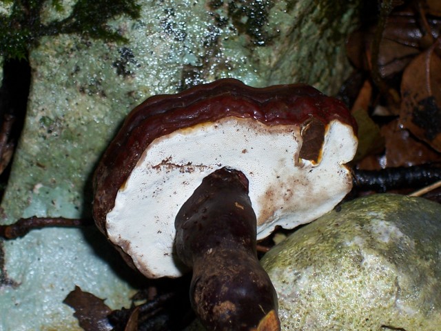 Da determinare (Ganoderma lucidum)