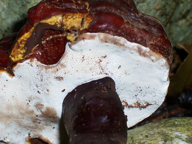 Da determinare (Ganoderma lucidum)
