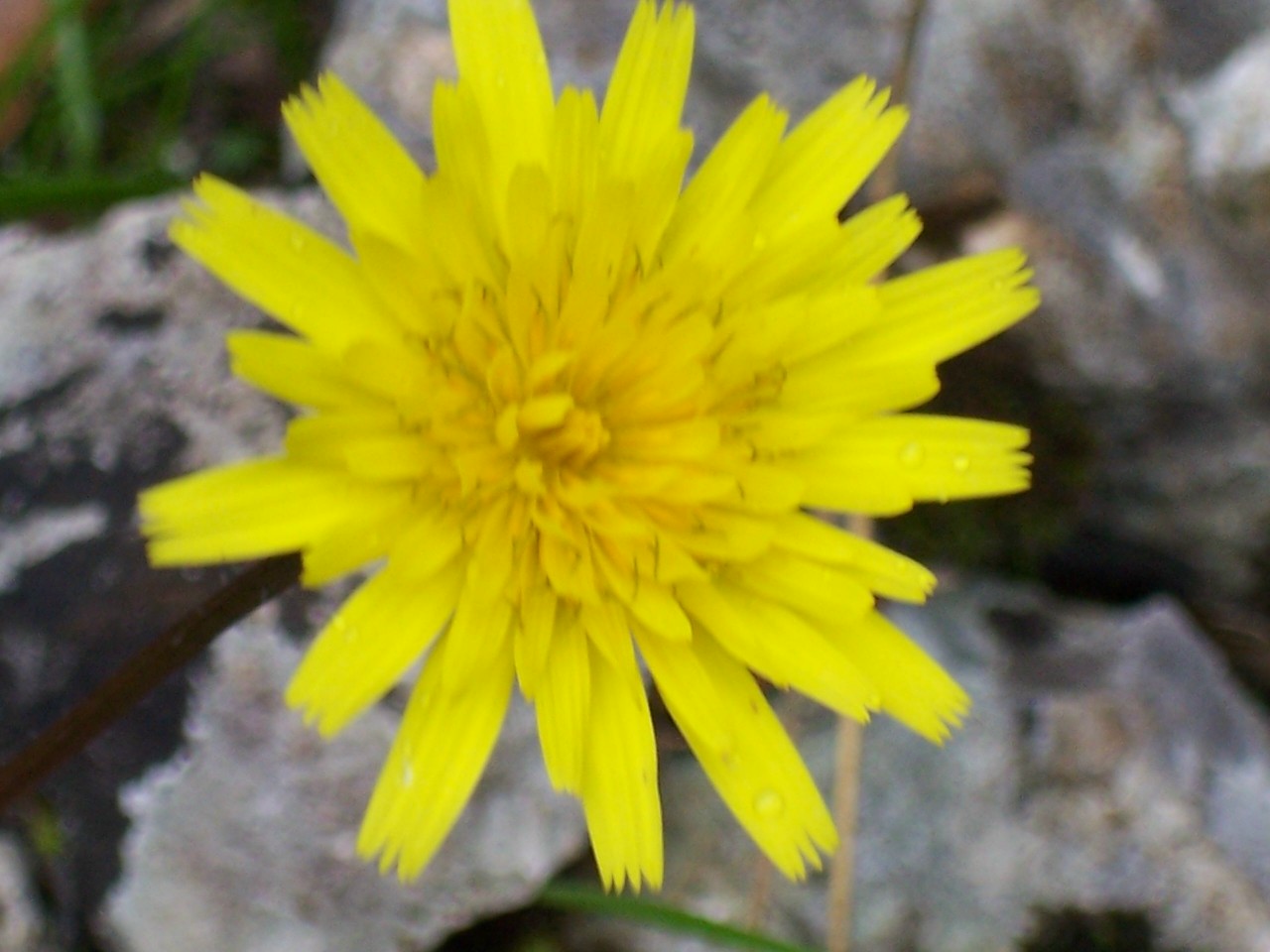 Leontodon tuberosus