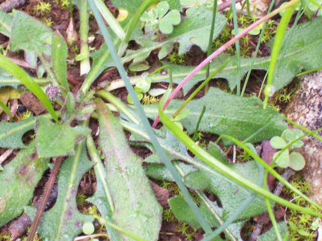 Leontodon tuberosus