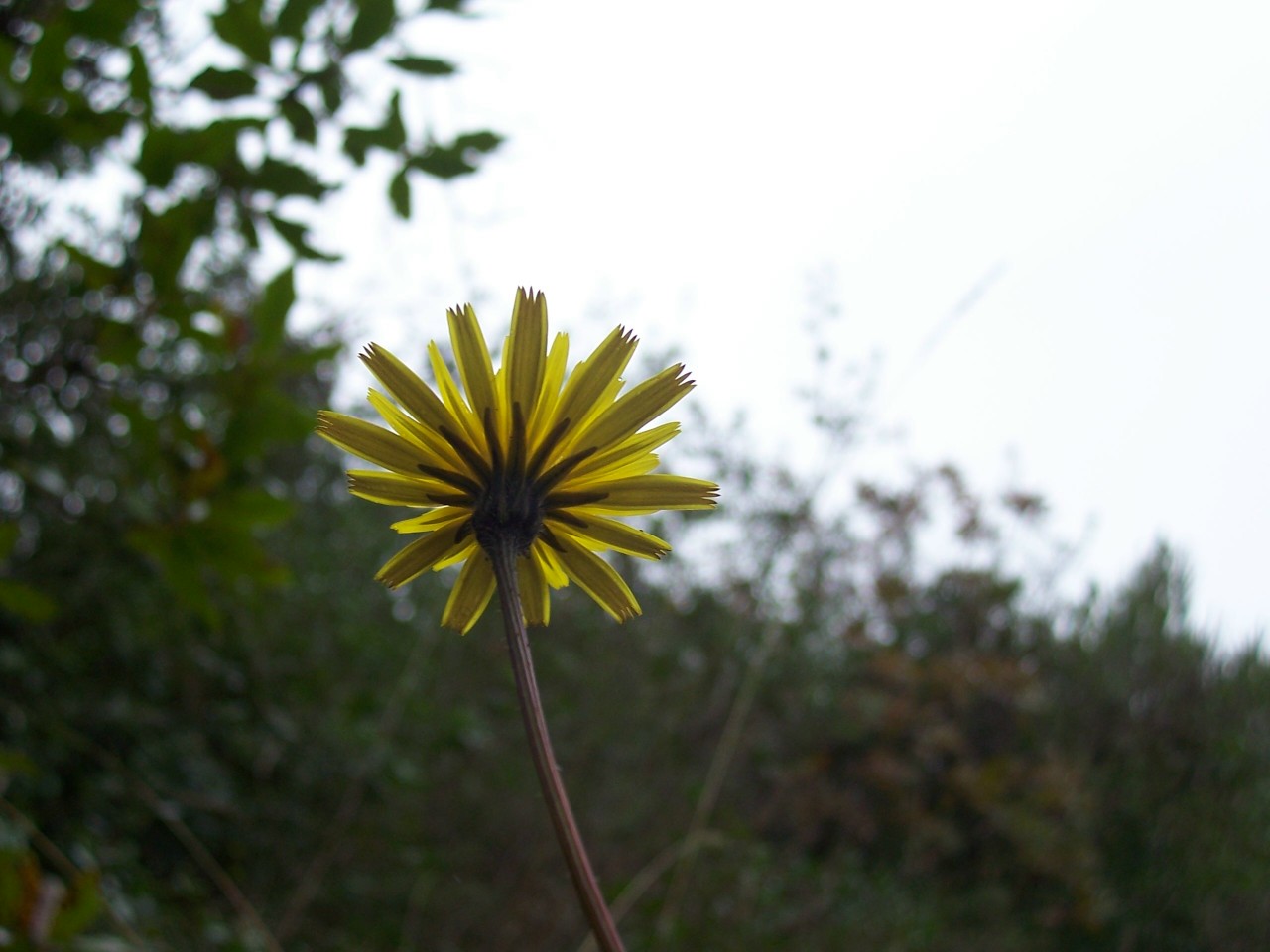 Leontodon tuberosus