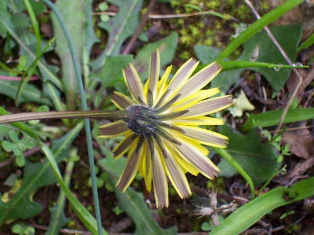 Leontodon tuberosus