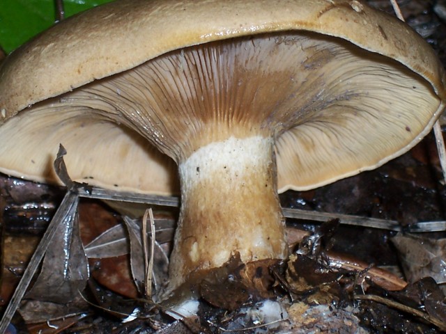 Clitocybe alexandri