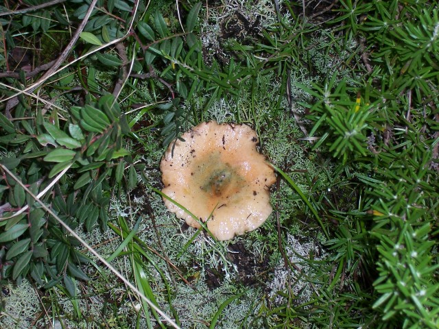 Lactarius sanguifluus?