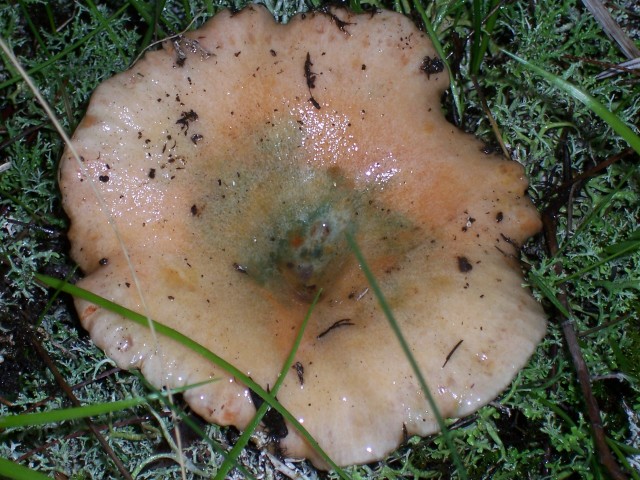 Lactarius sanguifluus?
