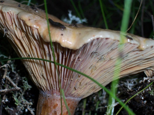 Lactarius sanguifluus?
