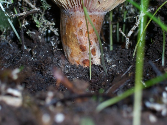 Lactarius sanguifluus?