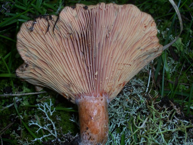 Lactarius sanguifluus?
