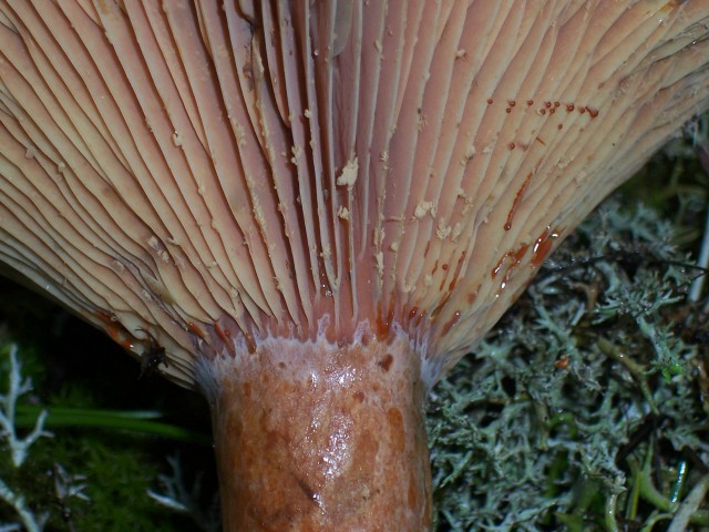Lactarius sanguifluus?
