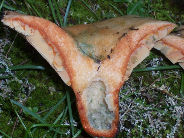 Lactarius sanguifluus?