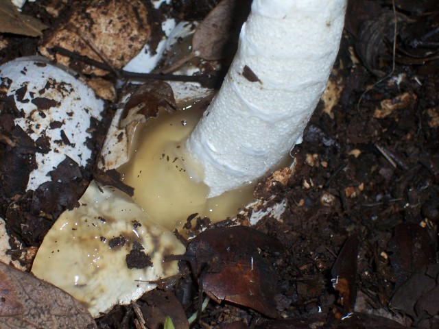 Phallus impudicus