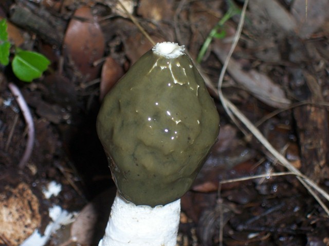 Phallus impudicus