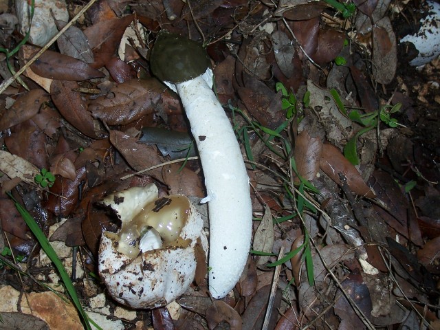 Phallus impudicus