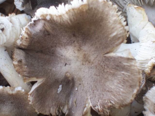 Tricholoma terreum?
