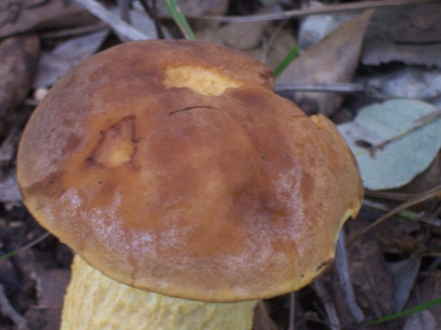 Leccinum lepidum?