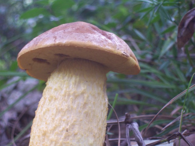 Leccinum lepidum?