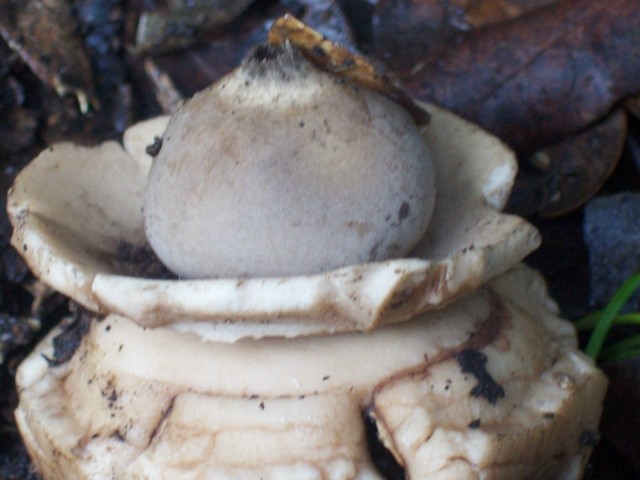 Geastrum triplex