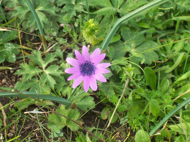 Gennaio sul Gargano - Anemone hortensis, Crocus biflorus