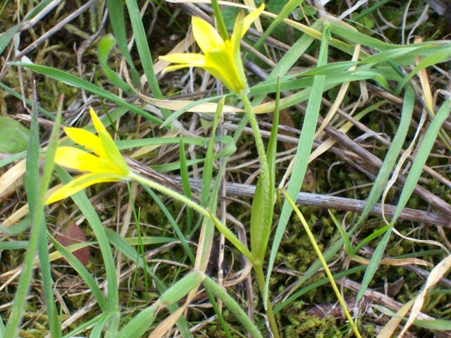 Gagea peduncularis / Cipollaccio pedicellato