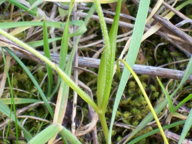 Gagea peduncularis / Cipollaccio pedicellato