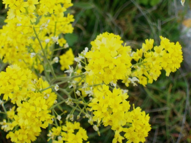 Aurinia saxatilis subsp. megalocarpa/ Alisso sassicolo