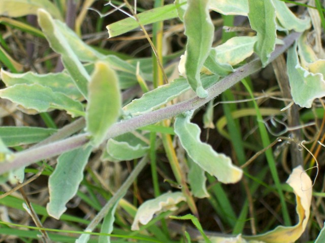 Aurinia saxatilis subsp. megalocarpa/ Alisso sassicolo