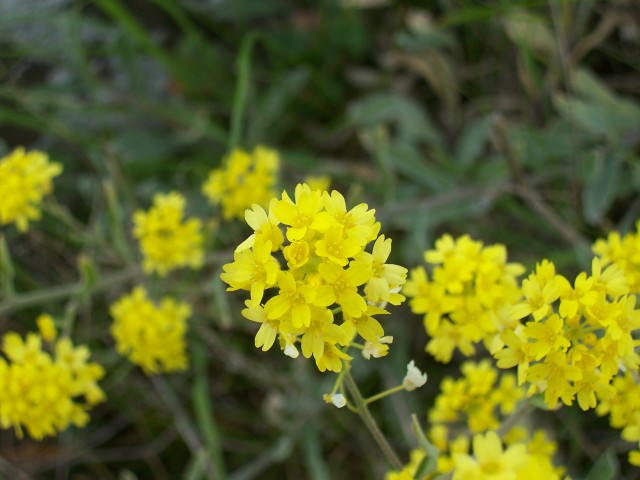 Aurinia saxatilis subsp. megalocarpa/ Alisso sassicolo