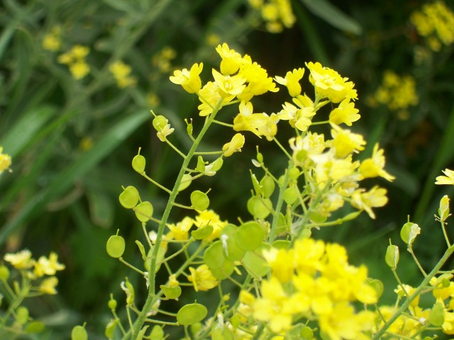 Aurinia saxatilis subsp. megalocarpa/ Alisso sassicolo