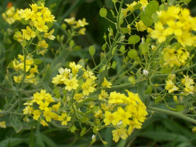 Aurinia saxatilis subsp. megalocarpa/ Alisso sassicolo