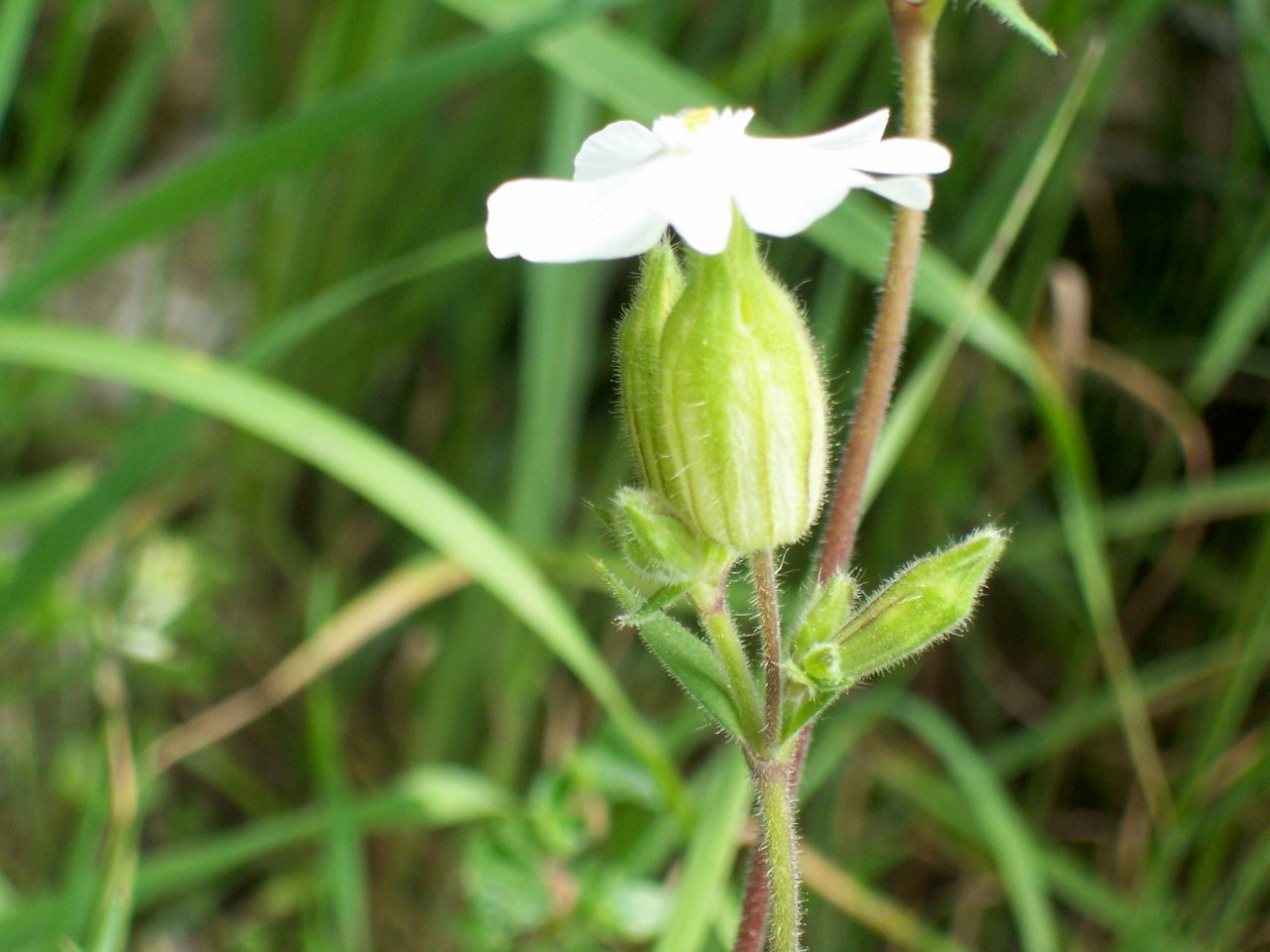 Silene cfr. latifolia