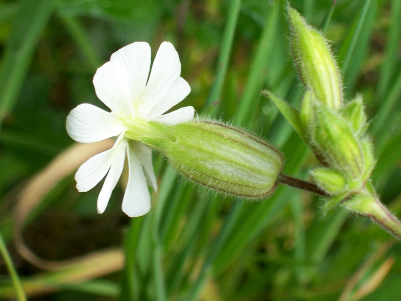 Silene cfr. latifolia