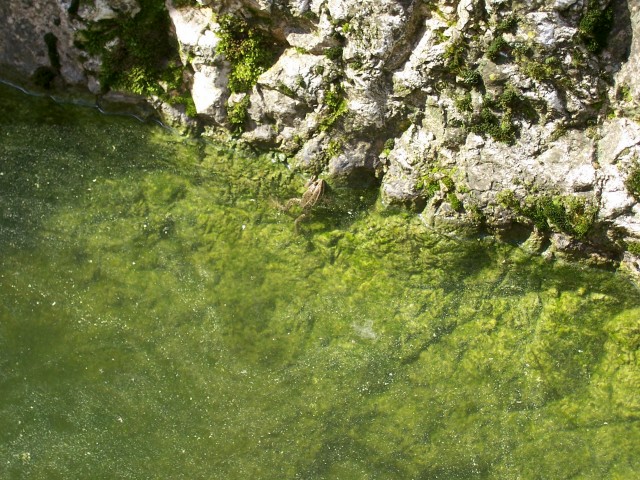 Determinazione - Pelophylax sp.