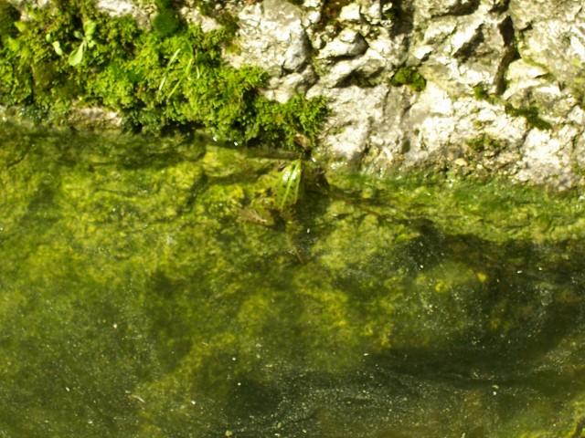 Determinazione - Pelophylax sp.