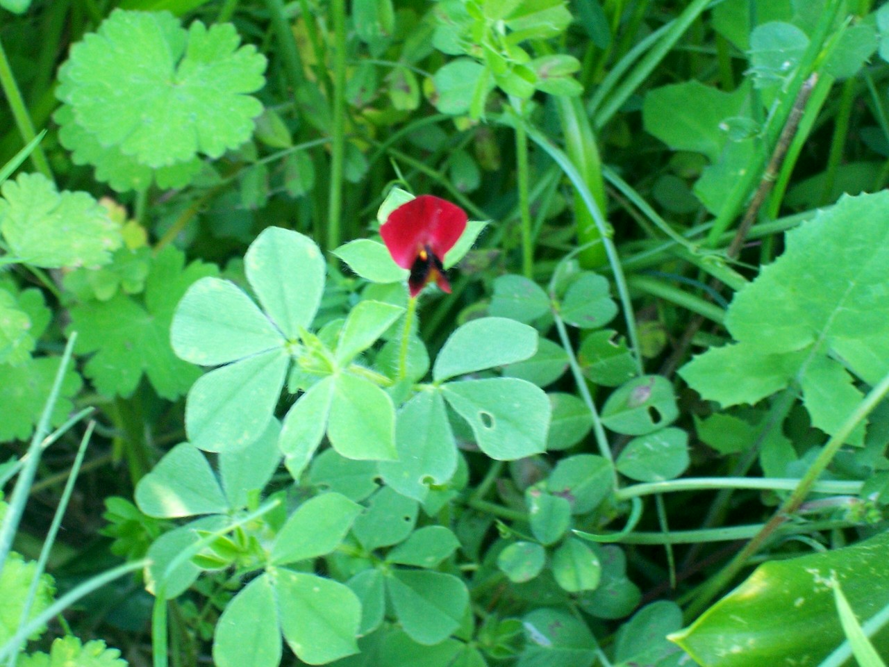Tetragonolobus purpureus / Ginestrino purpureo