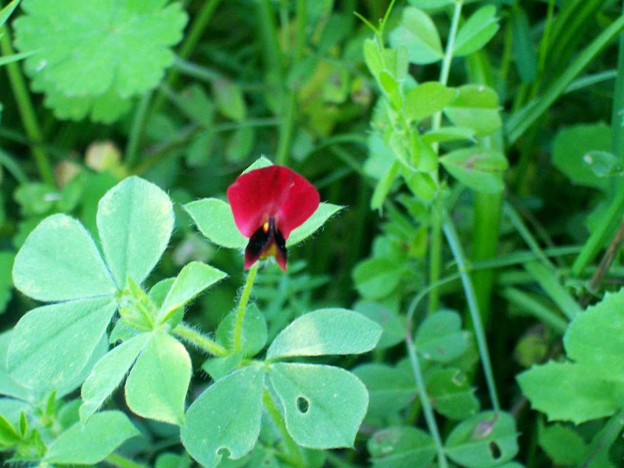 Tetragonolobus purpureus / Ginestrino purpureo