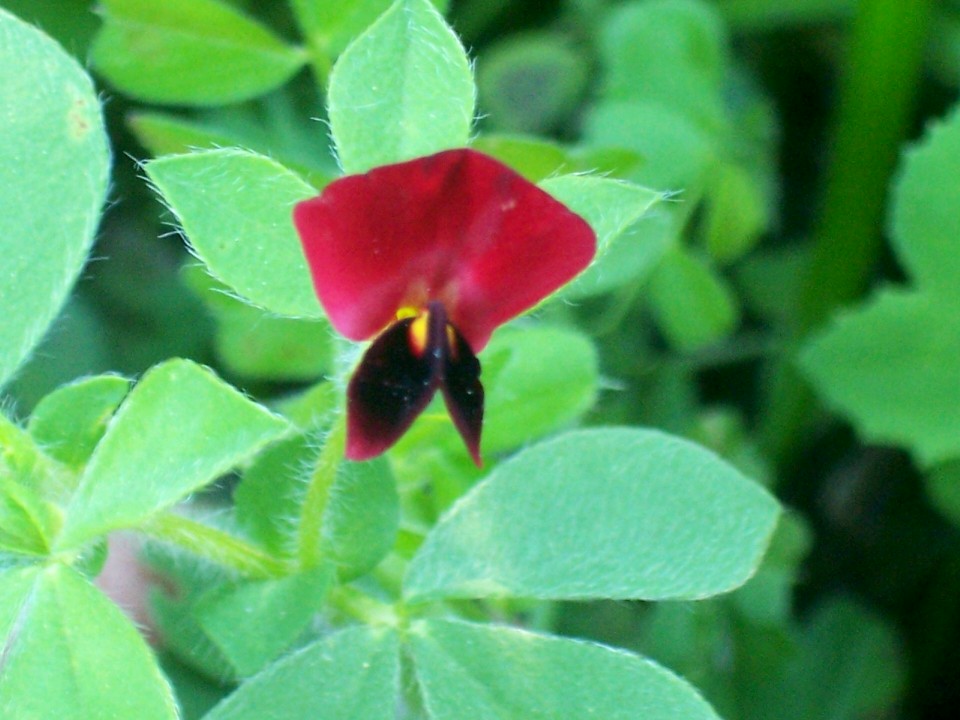 Tetragonolobus purpureus / Ginestrino purpureo