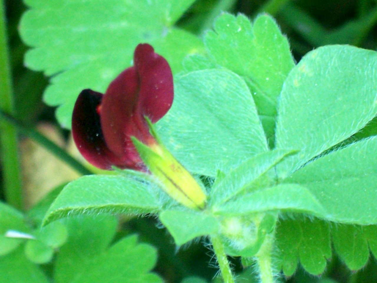 Tetragonolobus purpureus / Ginestrino purpureo