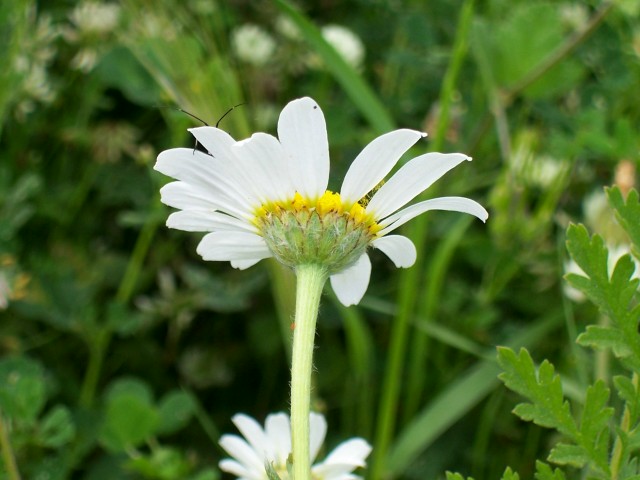 Anthemis arvensis / Camomilla falsa