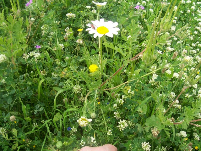 Anthemis arvensis / Camomilla falsa
