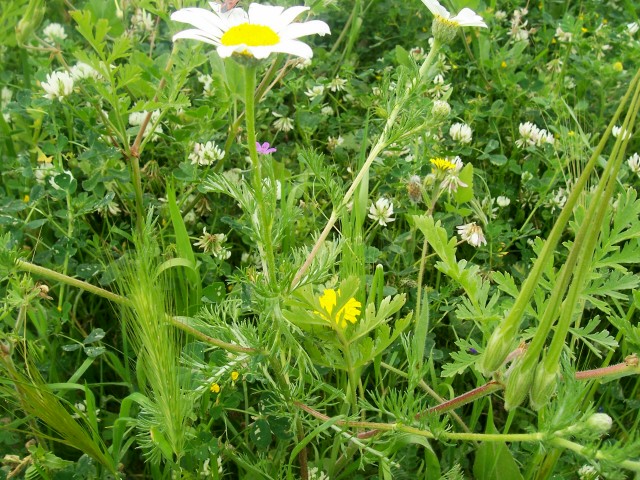 Anthemis arvensis / Camomilla falsa