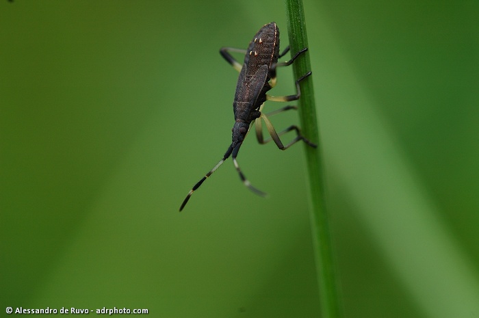 Dicranocephalus agilis ..... credo!