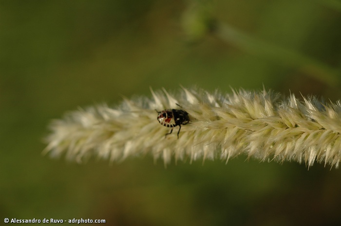 Carpocoris sp.